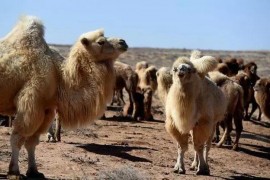 澳杀5000头骆驼不为人知的内情竟然因为这种资源实在太缺失！